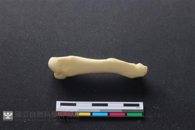 豬骨藏品圖，第3張