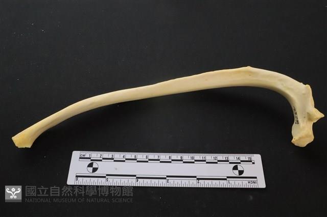 豬骨藏品圖，第3張