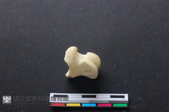 豬骨藏品圖，第3張