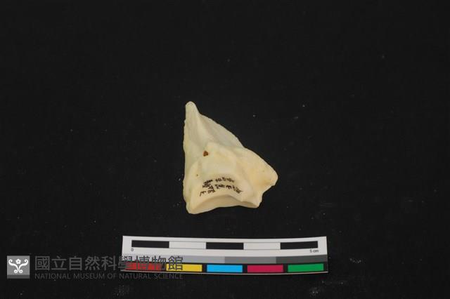 豬骨藏品圖，第3張