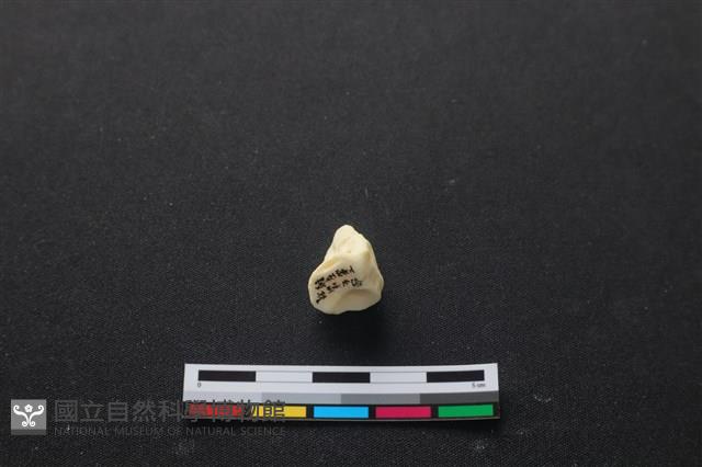 豬骨藏品圖，第3張