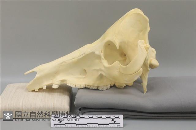 豬骨藏品圖，第3張