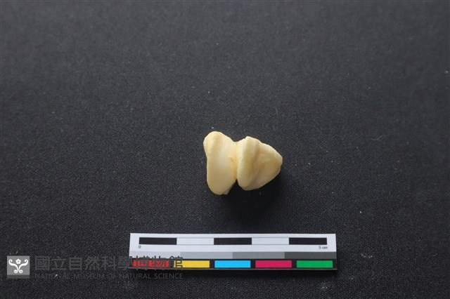 豬骨藏品圖，第3張