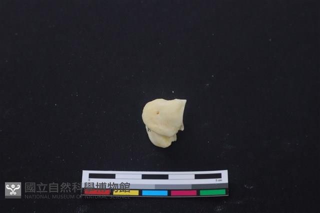 豬骨藏品圖，第3張