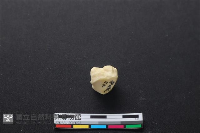 豬骨藏品圖，第3張