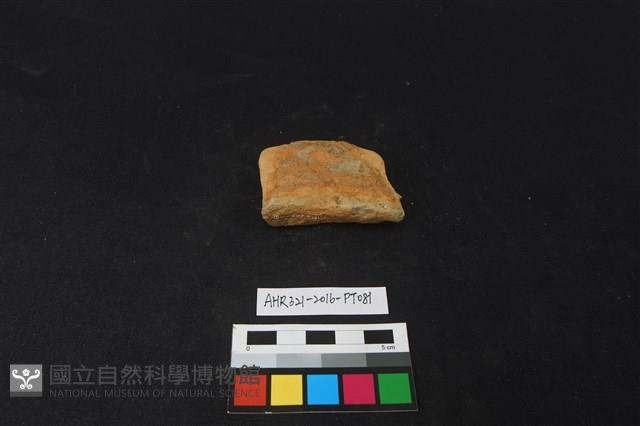 陶片藏品圖，第3張