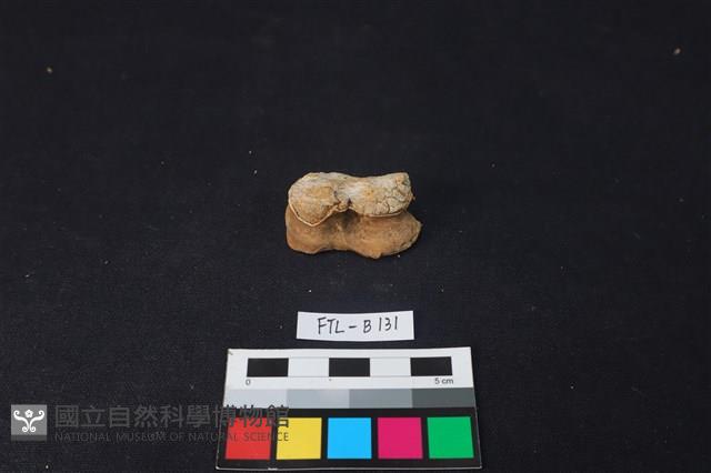 獸骨藏品圖，第3張