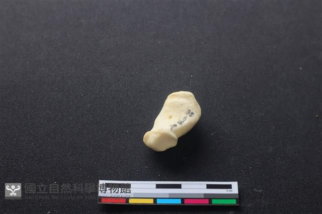 豬骨藏品圖，第3張