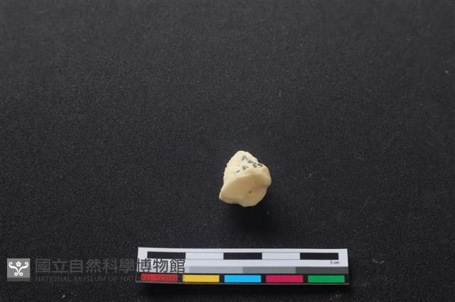 豬骨藏品圖，第3張