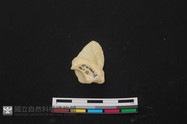 豬骨藏品圖，第3張