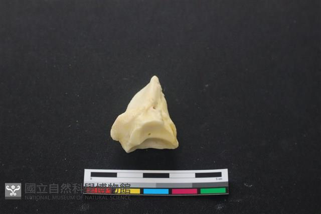 豬骨藏品圖，第3張