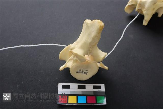 豬骨藏品圖，第3張