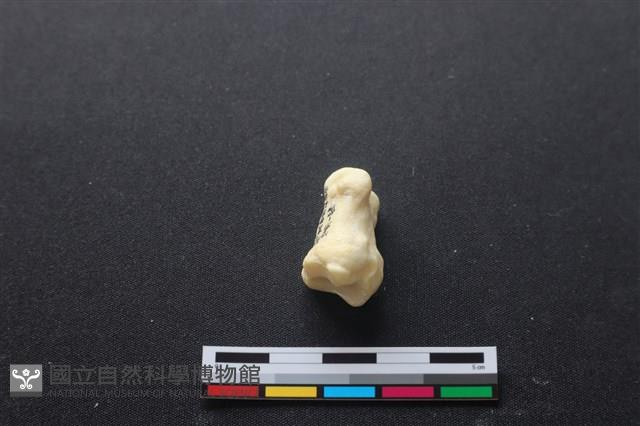 豬骨藏品圖，第3張