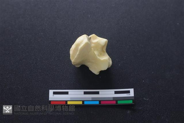 豬骨藏品圖，第3張