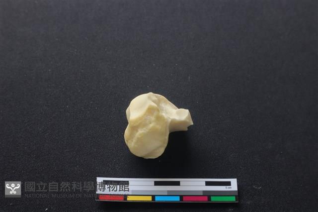 豬骨藏品圖，第3張