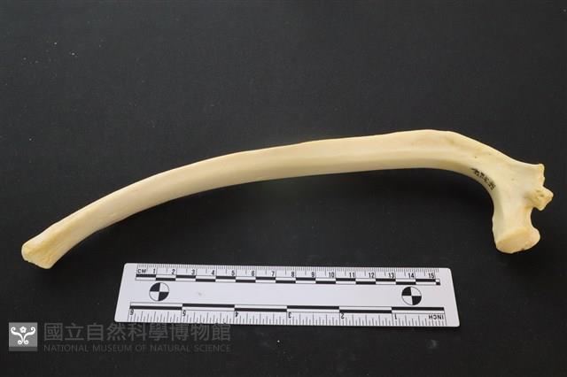 豬骨藏品圖，第3張