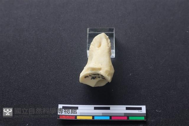 豬骨藏品圖，第3張