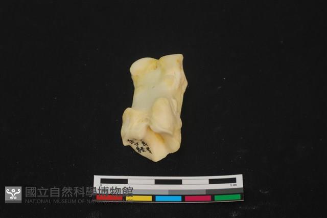 豬骨藏品圖，第3張