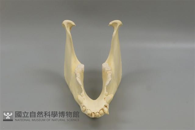 豬骨藏品圖，第3張