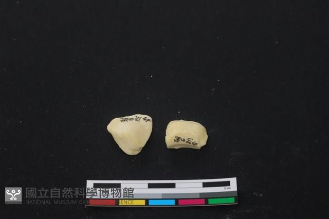 豬骨藏品圖，第3張