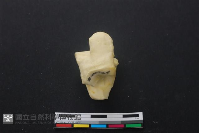 豬骨藏品圖，第3張