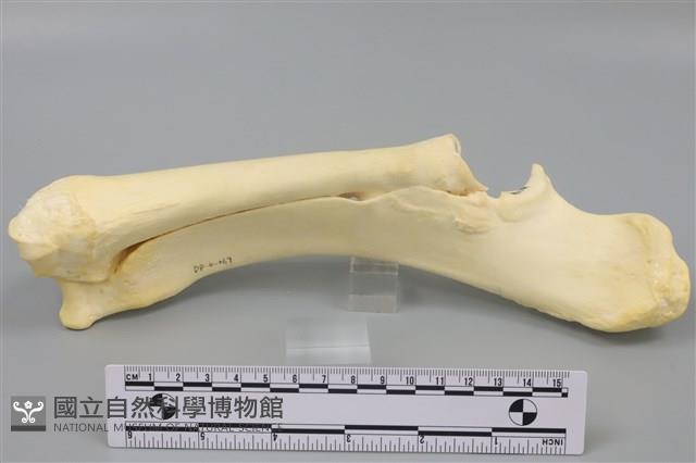 豬骨藏品圖，第3張
