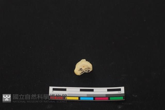 豬骨藏品圖，第3張