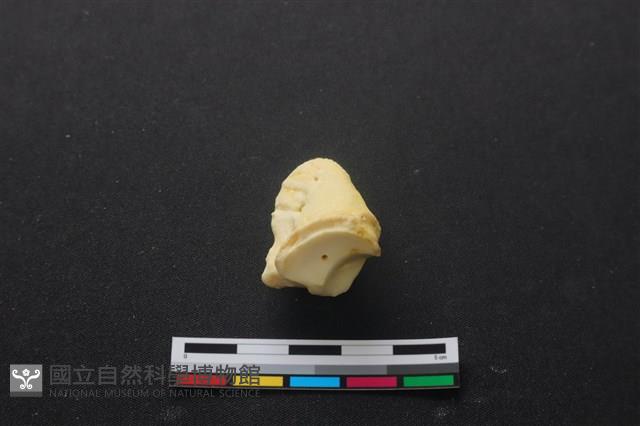 豬骨藏品圖，第3張