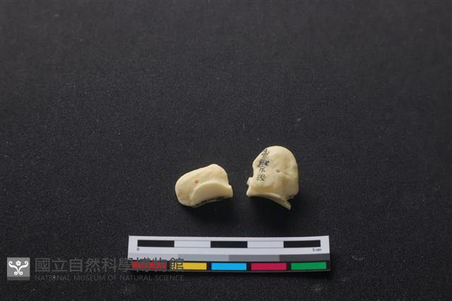 豬骨藏品圖，第3張