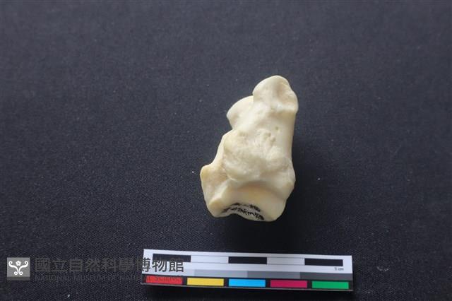 豬骨藏品圖，第3張
