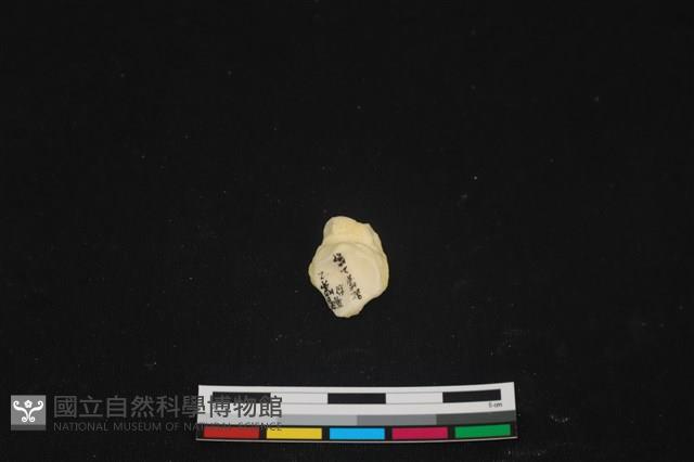 豬骨藏品圖，第3張