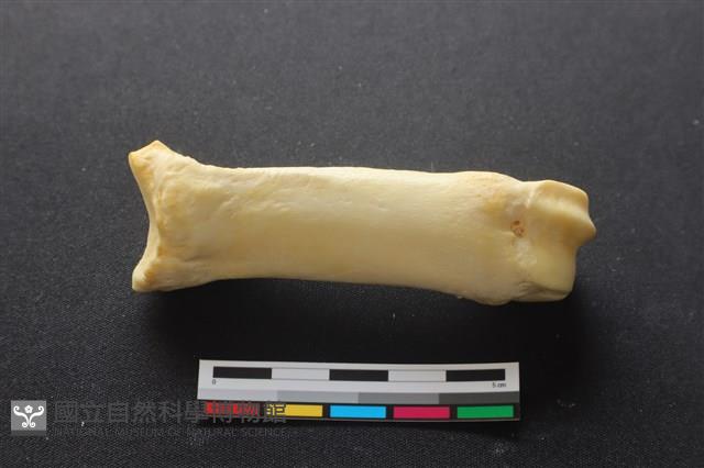 豬骨藏品圖，第3張