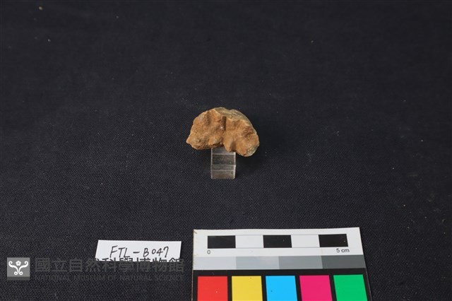 獸骨藏品圖，第3張