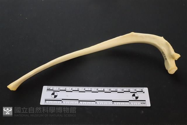 豬骨藏品圖，第3張