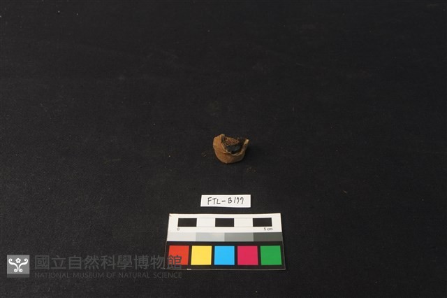 鹿骨藏品圖，第3張
