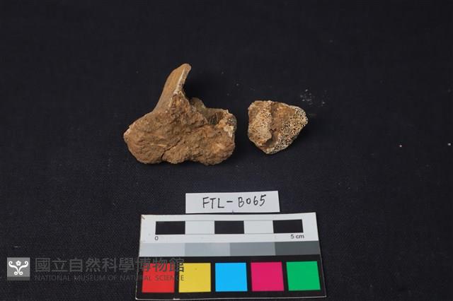 獸骨藏品圖，第3張