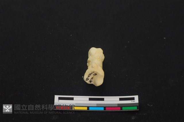 豬骨藏品圖，第3張