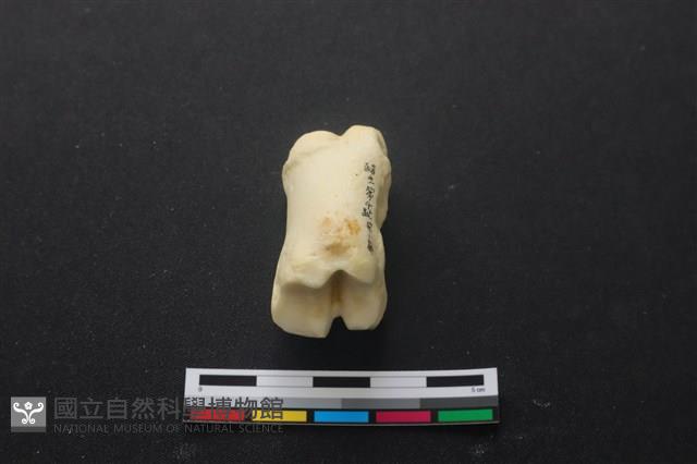 豬骨藏品圖，第3張