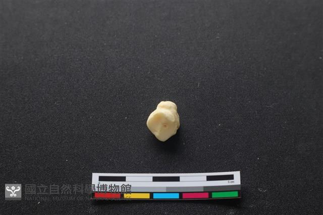豬骨藏品圖，第3張