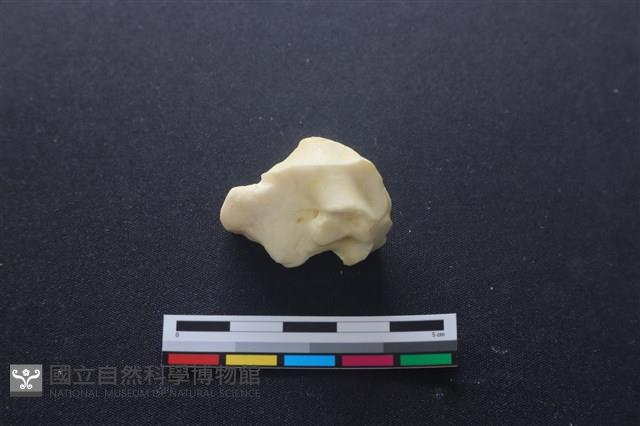 豬骨藏品圖，第3張
