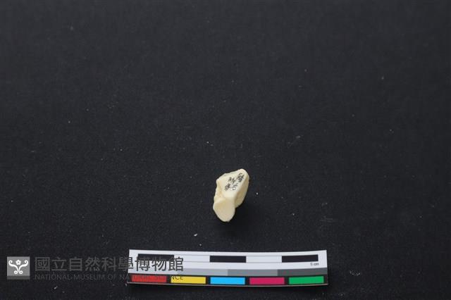 豬骨藏品圖，第3張