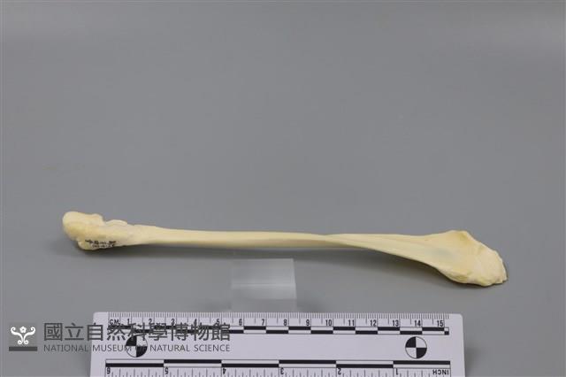 豬骨藏品圖，第3張