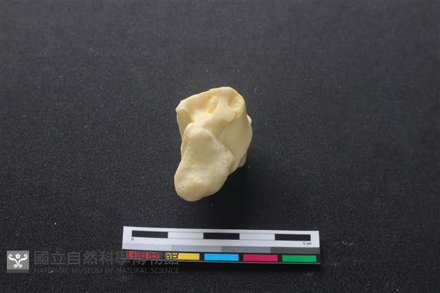 豬骨藏品圖，第3張