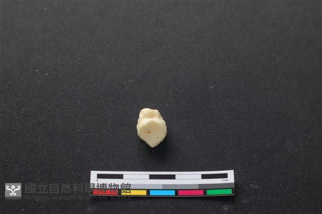 豬骨藏品圖，第3張