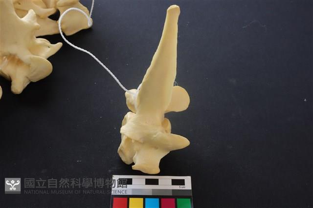 豬骨藏品圖，第3張