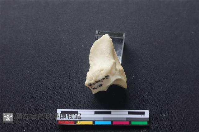 豬骨藏品圖，第3張