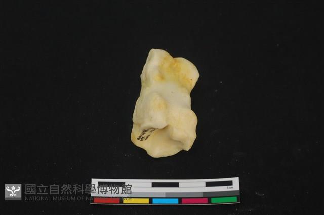 豬骨藏品圖，第3張