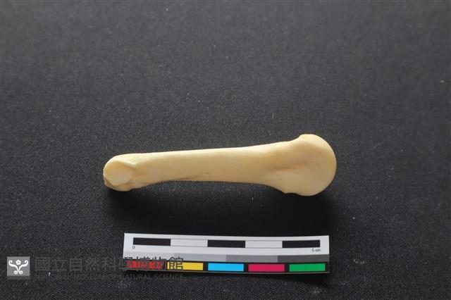 豬骨藏品圖，第3張