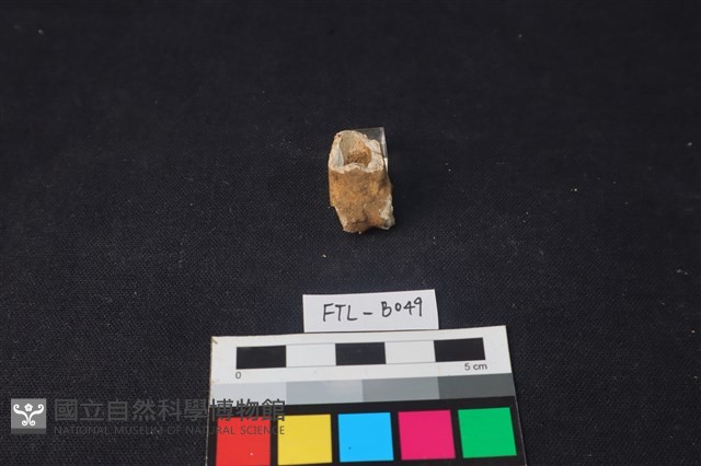 獸骨藏品圖，第3張