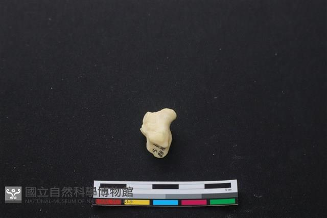 豬骨藏品圖，第3張